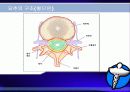 요통의 예방과 운동 (Low Back Pain  - 일반인을  위한 교육 강좌) 8페이지