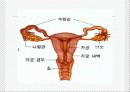 여성 생식기계 - 질, 자궁목 2페이지