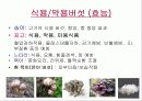 버섯의 종류와 그 효능 5페이지