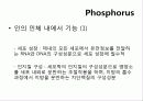 인(Phosphorus) -15 PPhosphorus30.974   4페이지