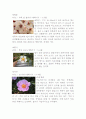 [식물유전학] 꽃의 화기구조 3페이지