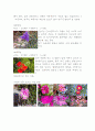 [식물유전학] 꽃의 화기구조 5페이지