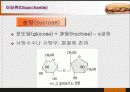 당질 (Carbohydrates)에 대해 13페이지