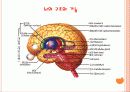 작업관련 뇌•심혈관, 그 예방대책은 무엇인가? 24페이지