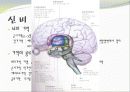 중추신경계, 체성신경계, 자율 신경계에 대한 이해와 사진들 (2012년 추천 우수) 1페이지