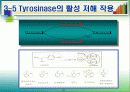 미백화장품 19페이지