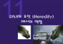 (강추) DNA의 유전 (Heredity)에서의 역할 1페이지