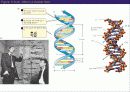 (강추) DNA의 유전 (Heredity)에서의 역할 18페이지