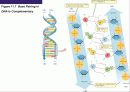 (강추) DNA의 유전 (Heredity)에서의 역할 22페이지
