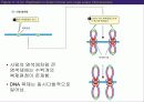 (강추) DNA의 유전 (Heredity)에서의 역할 38페이지