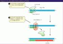 (강추) DNA의 유전 (Heredity)에서의 역할 40페이지