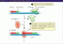 (강추) DNA의 유전 (Heredity)에서의 역할 47페이지