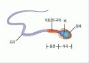 [생물] 정자의 형성과정 9페이지