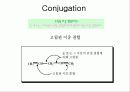 컨쥬게이션 염료의 흡수 스펙트럼(예비+결과) 7페이지