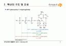 9.+핵산(Nucleic Acids) 7페이지