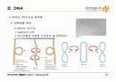 9.+핵산(Nucleic Acids) 18페이지