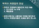 춘천 막국수 자영업의 특징 및 과제 13페이지