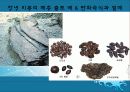 동아시아 신석기 문화 - 한반도의 신석기시대 13페이지