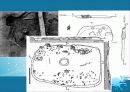 동아시아 신석기 문화 - 한반도의 신석기시대 16페이지