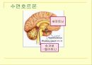 동기와 호르몬 (식욕 갈증 수면 공격 사랑 대뇌보상계 성취 중독 호르몬) 11페이지