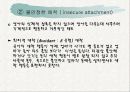 보울비 애착이론(애착 발달단계, 특징, 지도방법, 치료) 20페이지