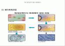 첨단공학기술과 생명윤리 - 배아복제 16페이지