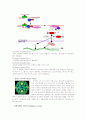 [생물] 동물 바이러스(Animal Virus) ; 동물 바이러스의 특징과 복제 과정 3페이지