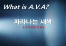 A.V.A(아바) 인지도 상승을 위한 마케팅 커뮤니케이션 전략 11페이지