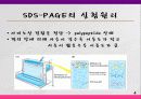 SDS-PAGE란 4페이지