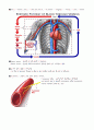 [A+자료] 인체생리학 심혈관계 (cardiovascular system) 6페이지