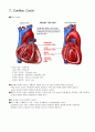 [A+자료] 인체생리학 심혈관계 (cardiovascular system) 12페이지