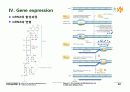 BIOCHEMISTRY 1 - Chapter 4 Nucleic Acids 29페이지