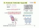 BIOCHEMISTRY 1 - Chapter 2 Protein Composition and Structure 34페이지