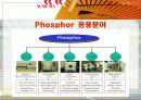 [무기화학실험] phosphor 20페이지
