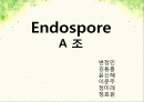 endospore 실험 ppt 자료 1페이지