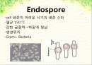 endospore 실험 ppt 자료 3페이지