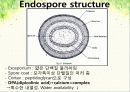 endospore 실험 ppt 자료 5페이지