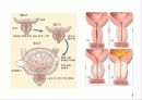 전립선비대증 7페이지