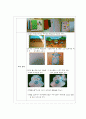 보육계획 동물 교육 프로그램 일,주,월간 계획 14페이지