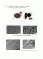 탄소나노튜브(Carbon NanoTube:CNT) - 구조 및 물성, 합성, 응용, 향후 과제 12페이지