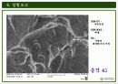 주사전자현미경의 원리 및 구성과 주사전자현미경의 실험결과 32페이지