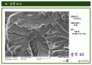 주사전자현미경의 원리 및 구성과 주사전자현미경의 실험결과 35페이지