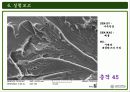 주사전자현미경의 원리 및 구성과 주사전자현미경의 실험결과 36페이지