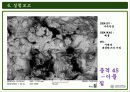 주사전자현미경의 원리 및 구성과 주사전자현미경의 실험결과 38페이지