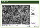 주사전자현미경의 원리 및 구성과 주사전자현미경의 실험결과 41페이지