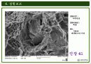 주사전자현미경의 원리 및 구성과 주사전자현미경의 실험결과 42페이지
