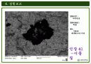 주사전자현미경의 원리 및 구성과 주사전자현미경의 실험결과 44페이지