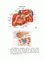 case 췌장염 (pancreatitis) - 급성췌장염 (acute pancreatitis) 2페이지