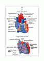 심전도 레포트 (Heart Anatomy & EKG report) 1페이지
