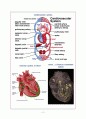 심전도 레포트 (Heart Anatomy & EKG report) 3페이지